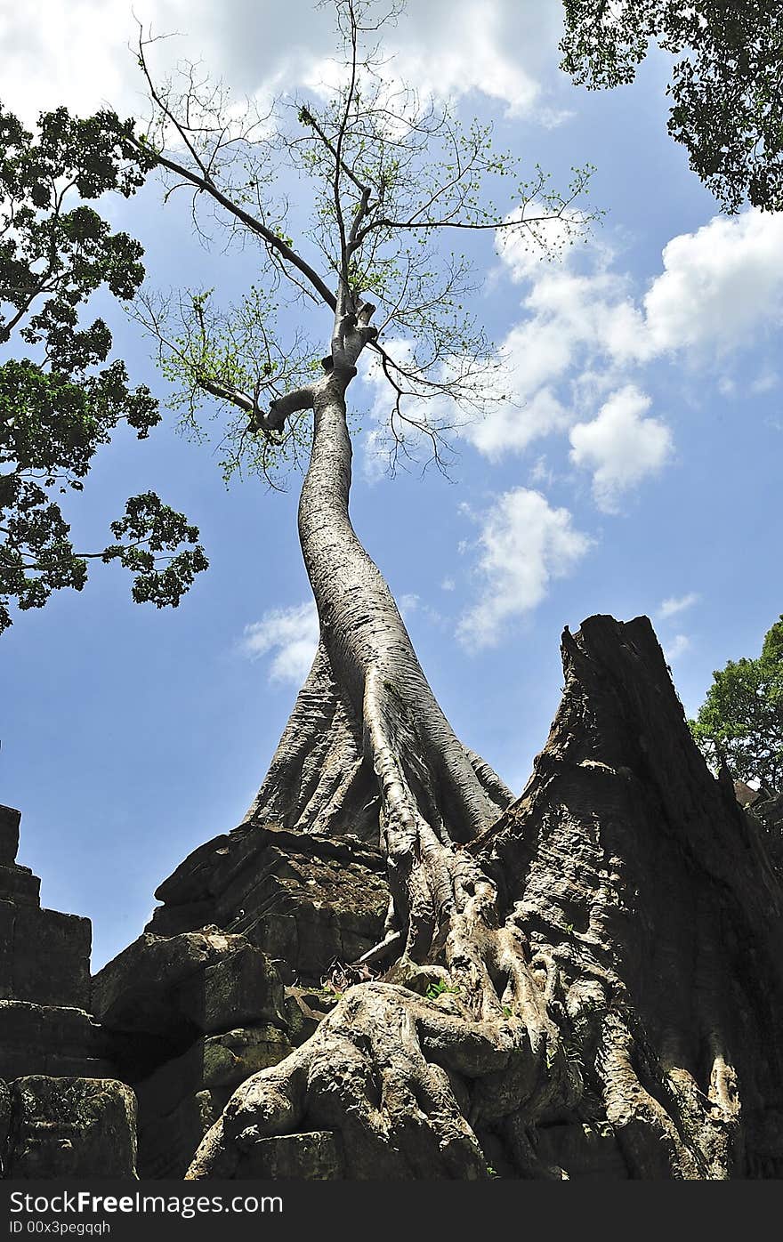 The Preah Khan temple was constructed in the style of bayon in the  late 12th century by the king Jayavarman VII; more than a temple it was probably a Buddhist university; the walls and pilliars are decorated with religious and mythological figures;  in this picture the roots of an old silk-cotton tree over a wall. The Preah Khan temple was constructed in the style of bayon in the  late 12th century by the king Jayavarman VII; more than a temple it was probably a Buddhist university; the walls and pilliars are decorated with religious and mythological figures;  in this picture the roots of an old silk-cotton tree over a wall