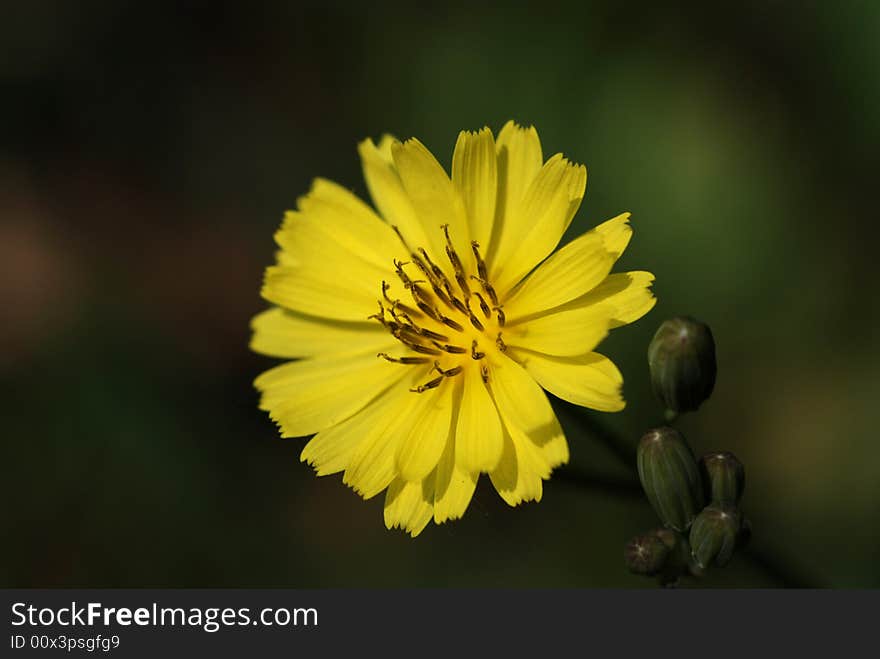 Yellow thistle