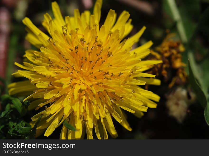 Yellow thistle