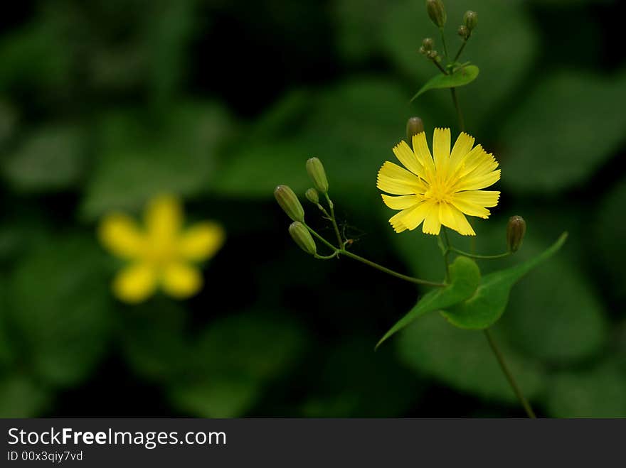 Yellow thistle