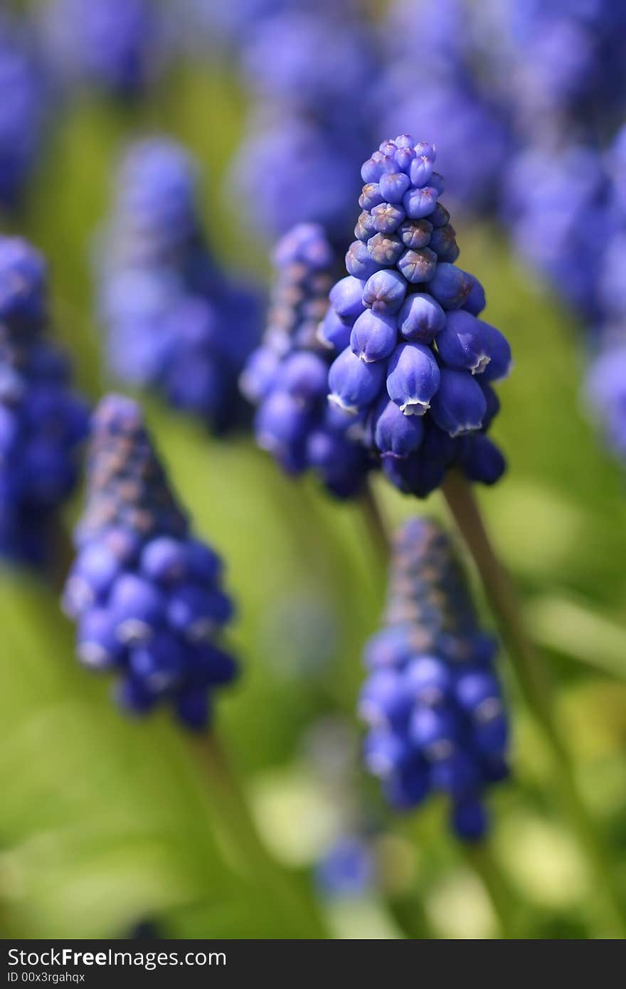 Grape hyacinth