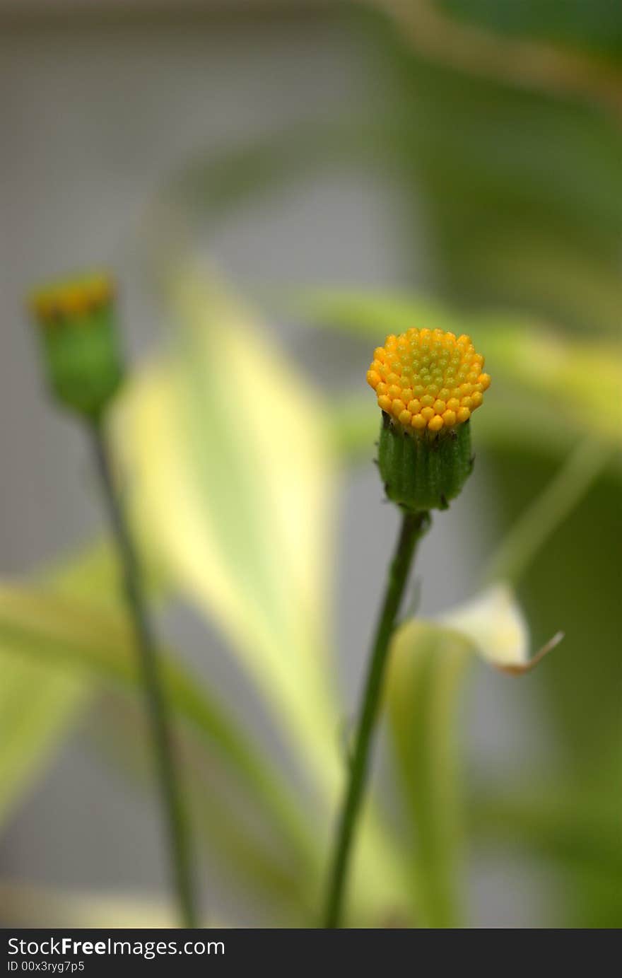 Yellow bud