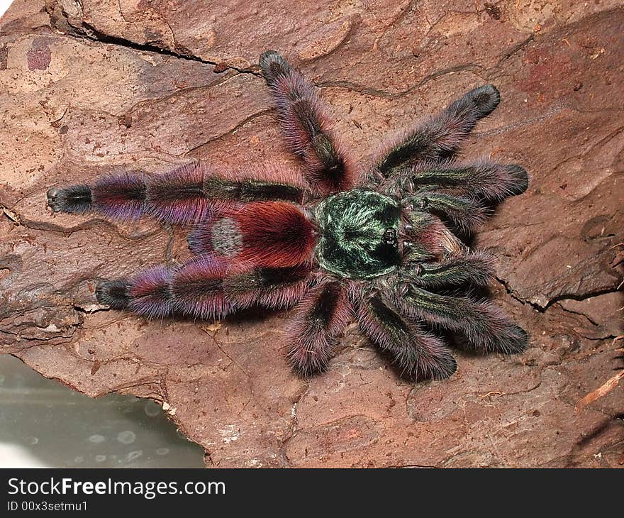 A beautiful metallic birdeater from Southamerica. A beautiful metallic birdeater from Southamerica