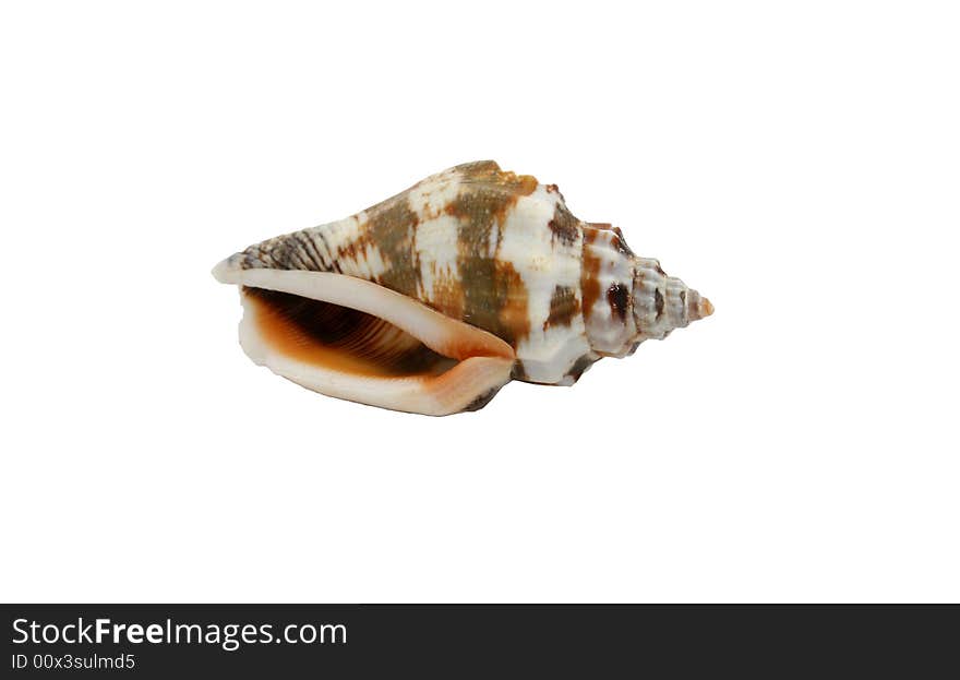 A seashell isolated on white