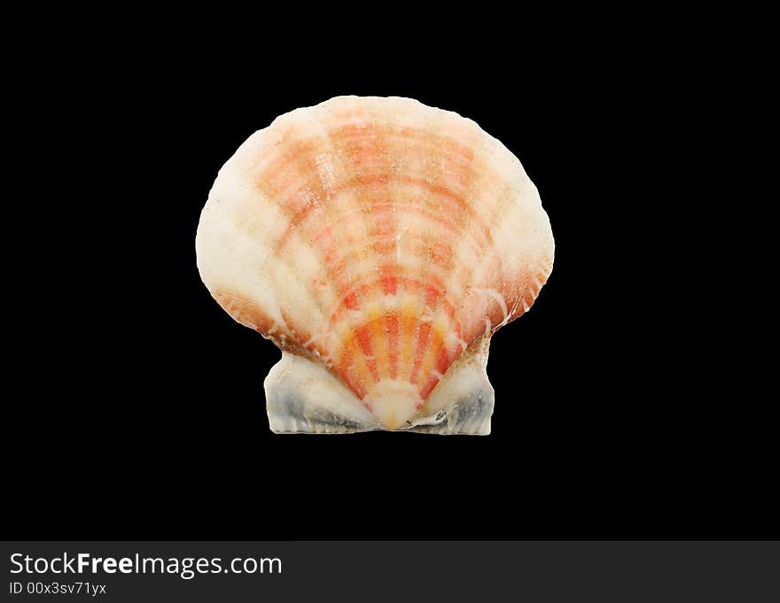 A seashell isolated on black