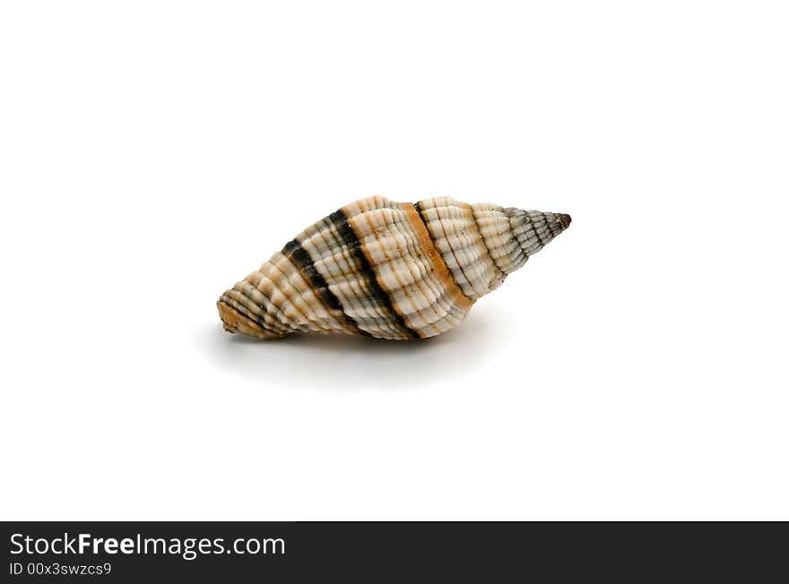 A seashell isolated on white