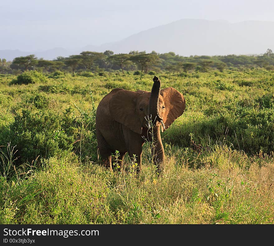 Single baby elephant in Kenya Africa