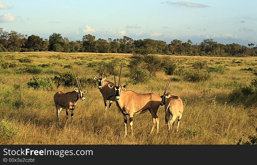 A herd of gazelle's in Kenya Africa