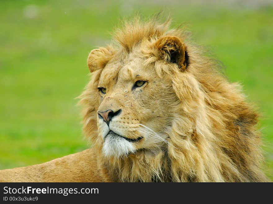 Portrait of a big african male lion