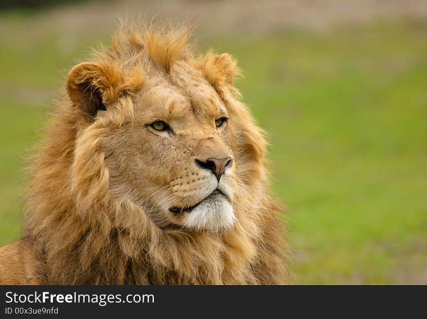 Portrait of a big african male lion