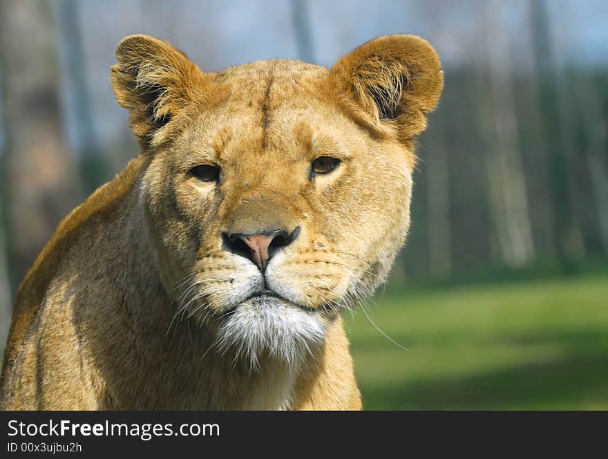 Portrait of a big african female lion