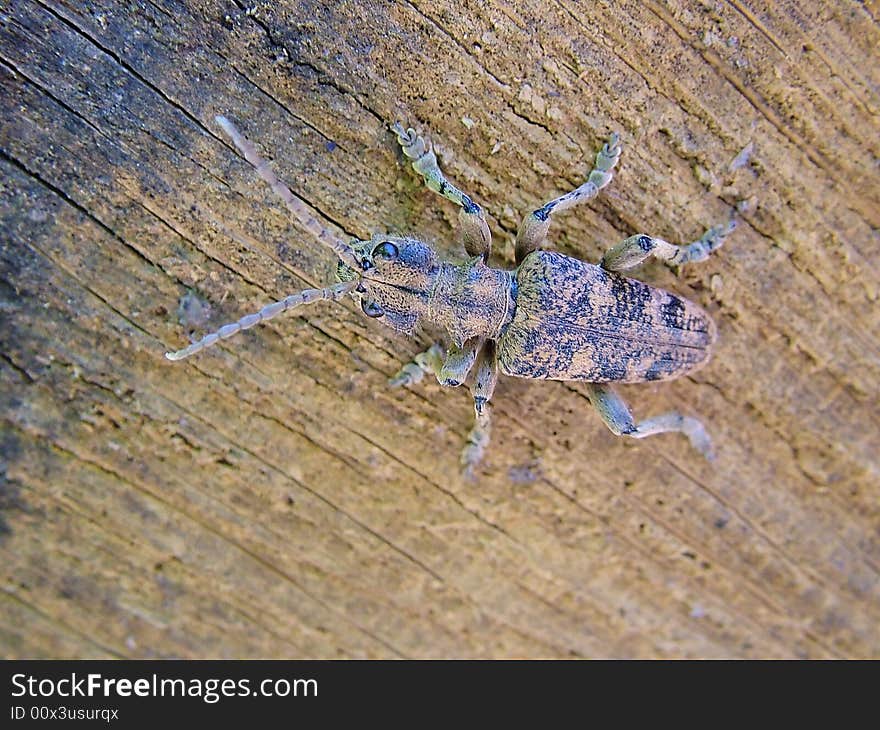 A longhorn beetle from Germany. A longhorn beetle from Germany