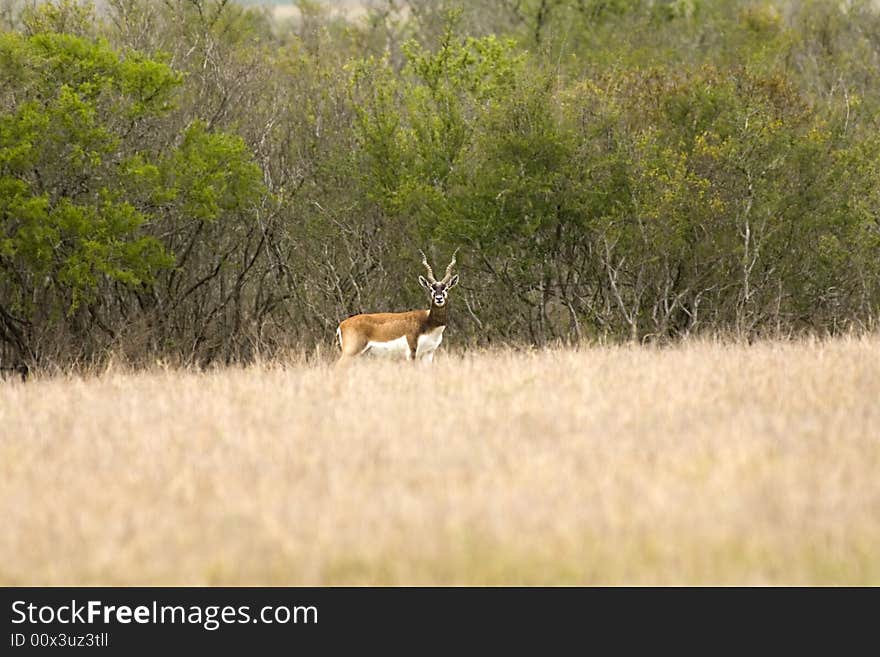 African Black Buck Antelope