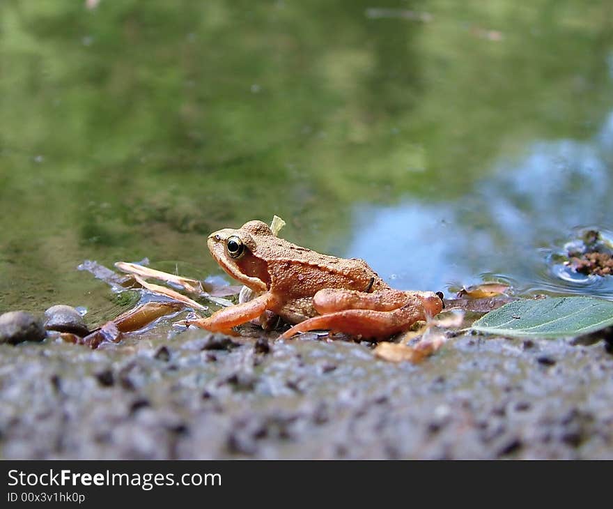 A frog (Rana temporaria) from Germany