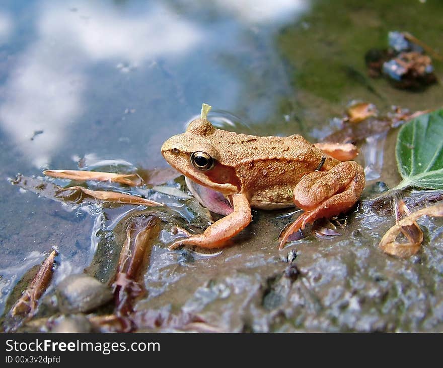 A frog (Rana temporaria) from Germany