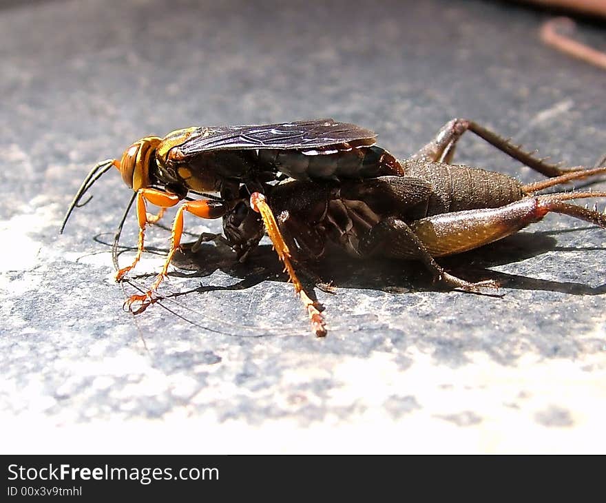 Cricket eating wasp