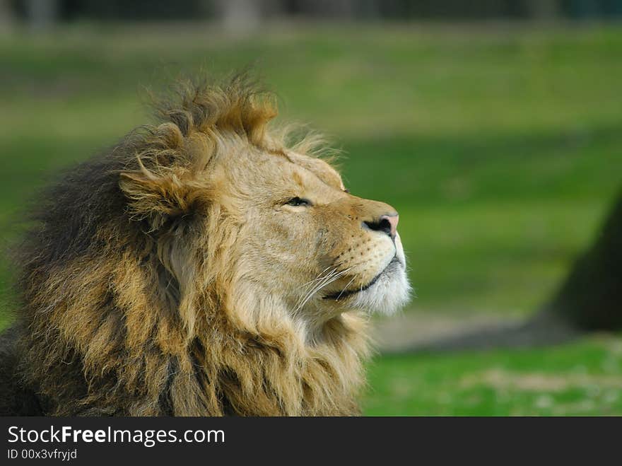 Portrait of a big african male lion