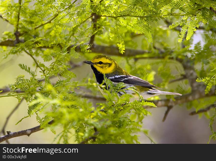 Black-throated Green Warbler