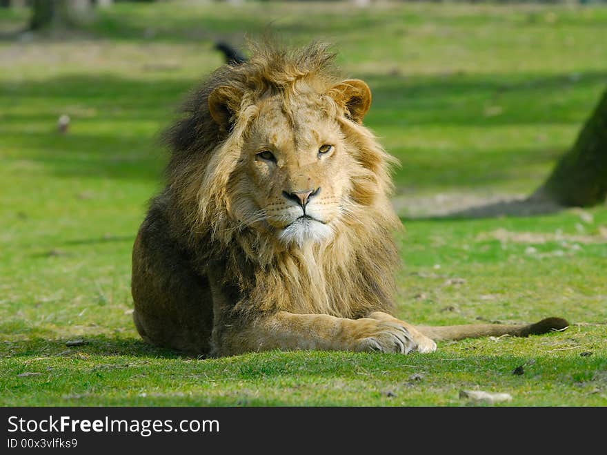 Portrait of a big african male lion