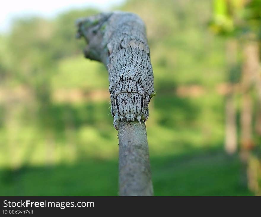 A caterpillar imitating a stick