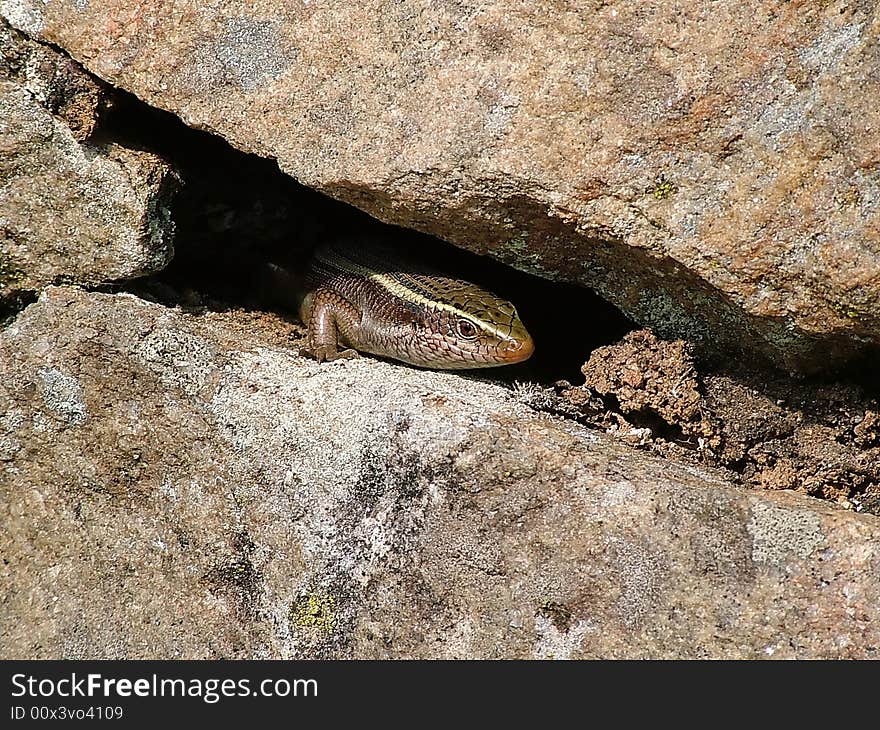 Lizard, Mabuya