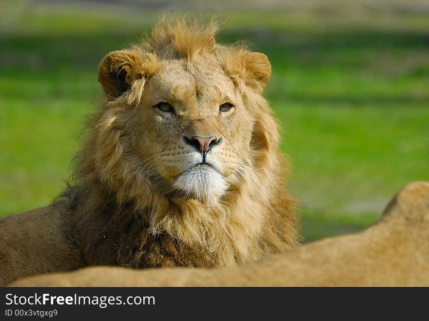 Portrait of a big african male lion