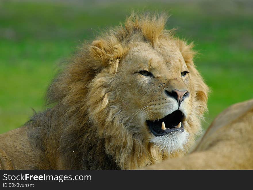 Portrait of a big african male lion