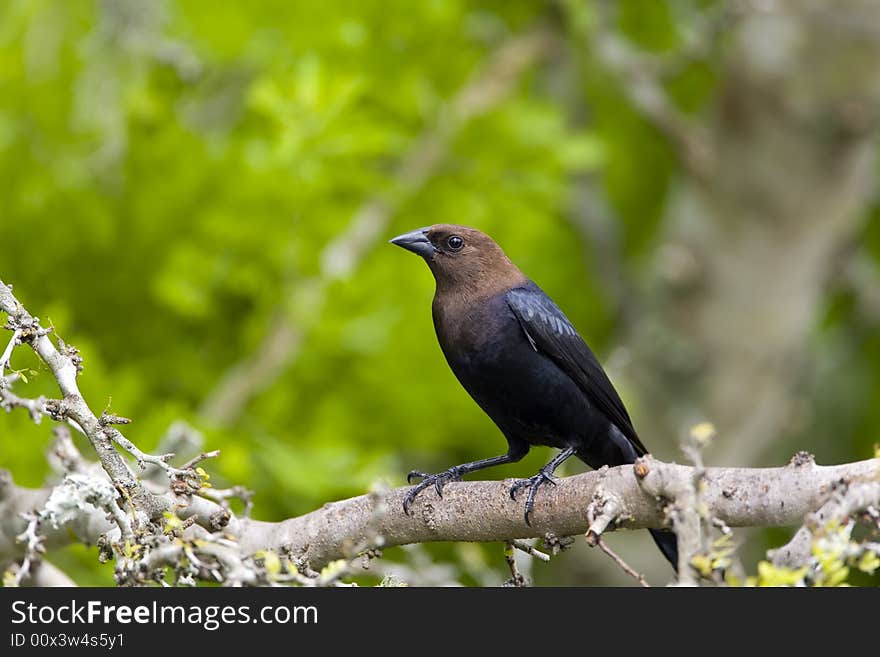 Brown-headed Cowbird perched