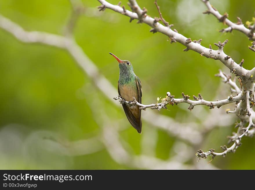 A Buff-bellied Hummingbird perched high up in a tree