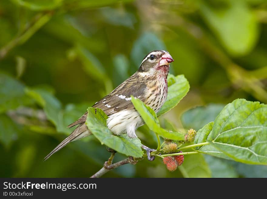 Female Rose-breasted Grosbeak