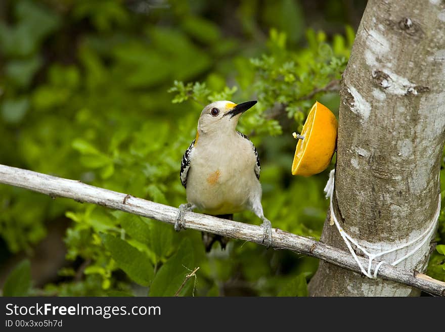 Golden-fronted Woodpecker eating