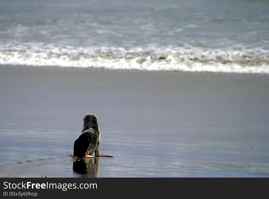 A baby Australian Sealion on Kangaroo Island, Australia. A baby Australian Sealion on Kangaroo Island, Australia