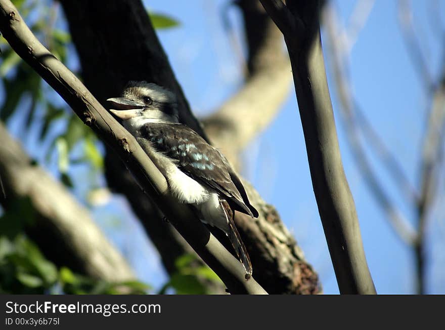 A laughing kookaburra sits in a Gum Tree