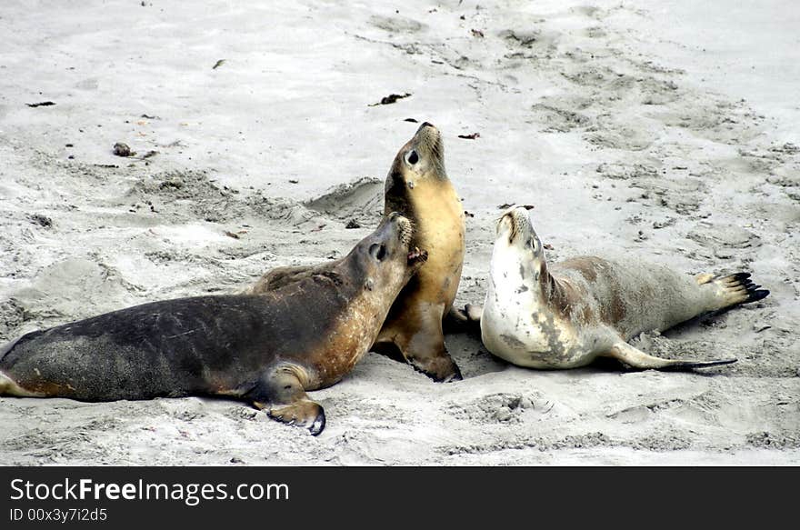 A group of Australian Sea Lions. A group of Australian Sea Lions