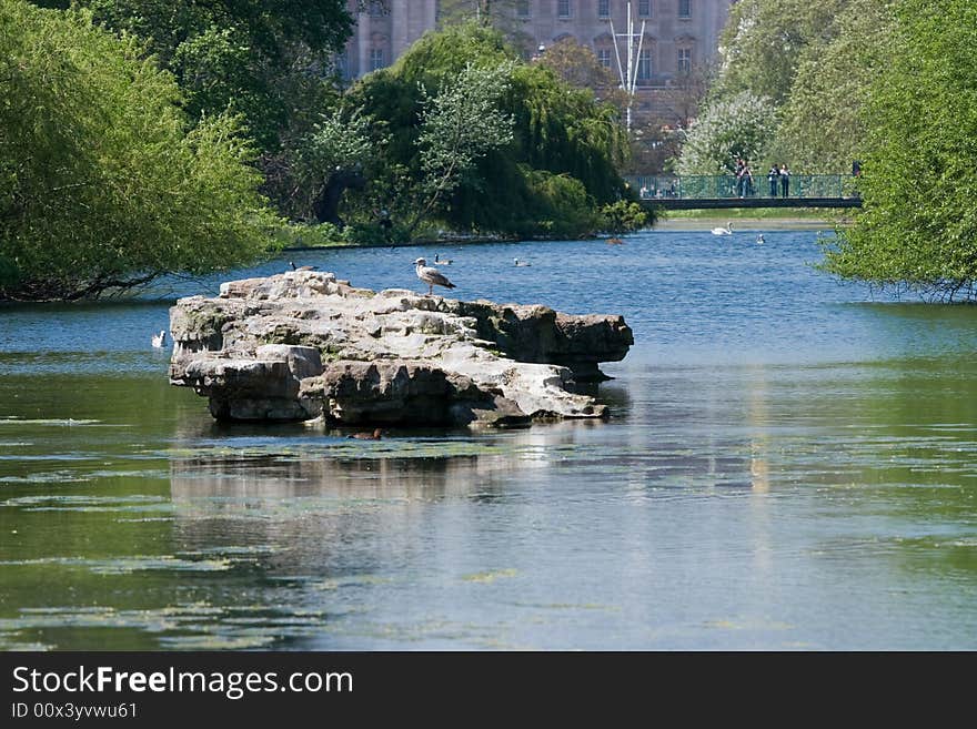 The lake in St James Park, London. With Buckingham Palace in the background.