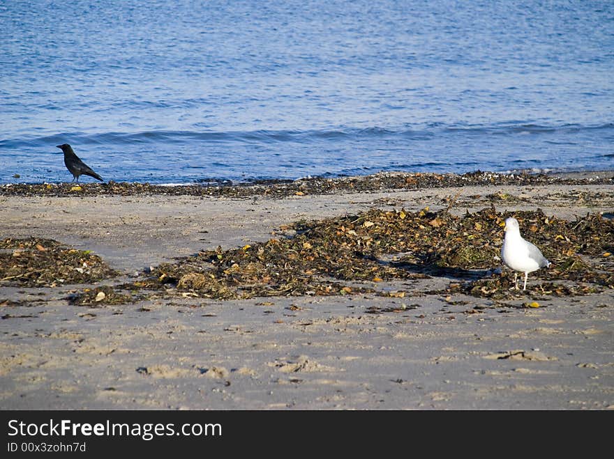 Two birds at the beach. Two birds at the beach