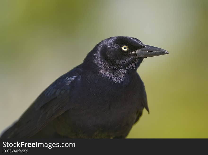 A Great-tailed Grackle displaying for a nearby female