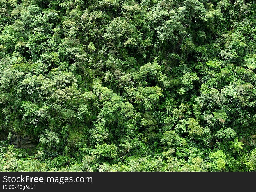 Forest in Yungas, the Andes Mountains, Bolivia. Forest in Yungas, the Andes Mountains, Bolivia.