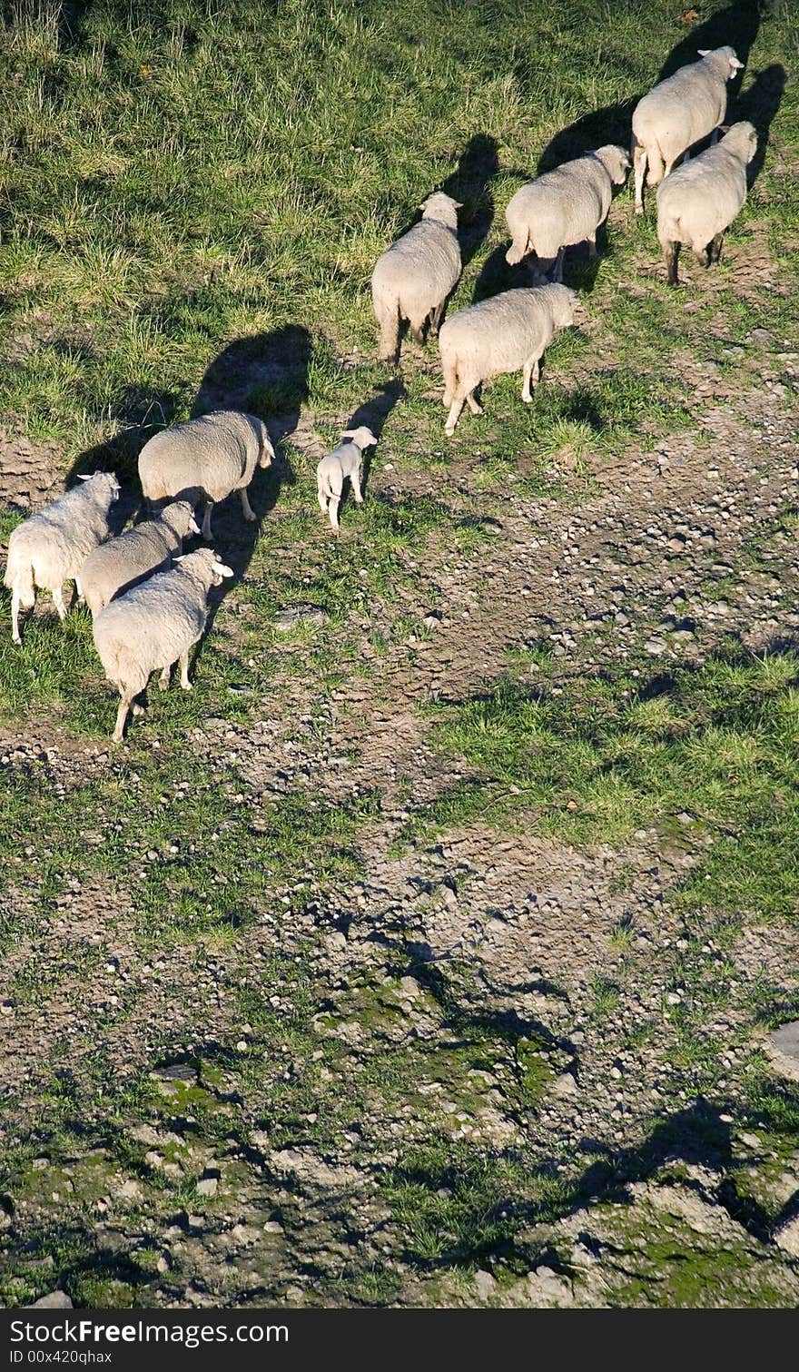 A sheeep herd on its way. A sheeep herd on its way