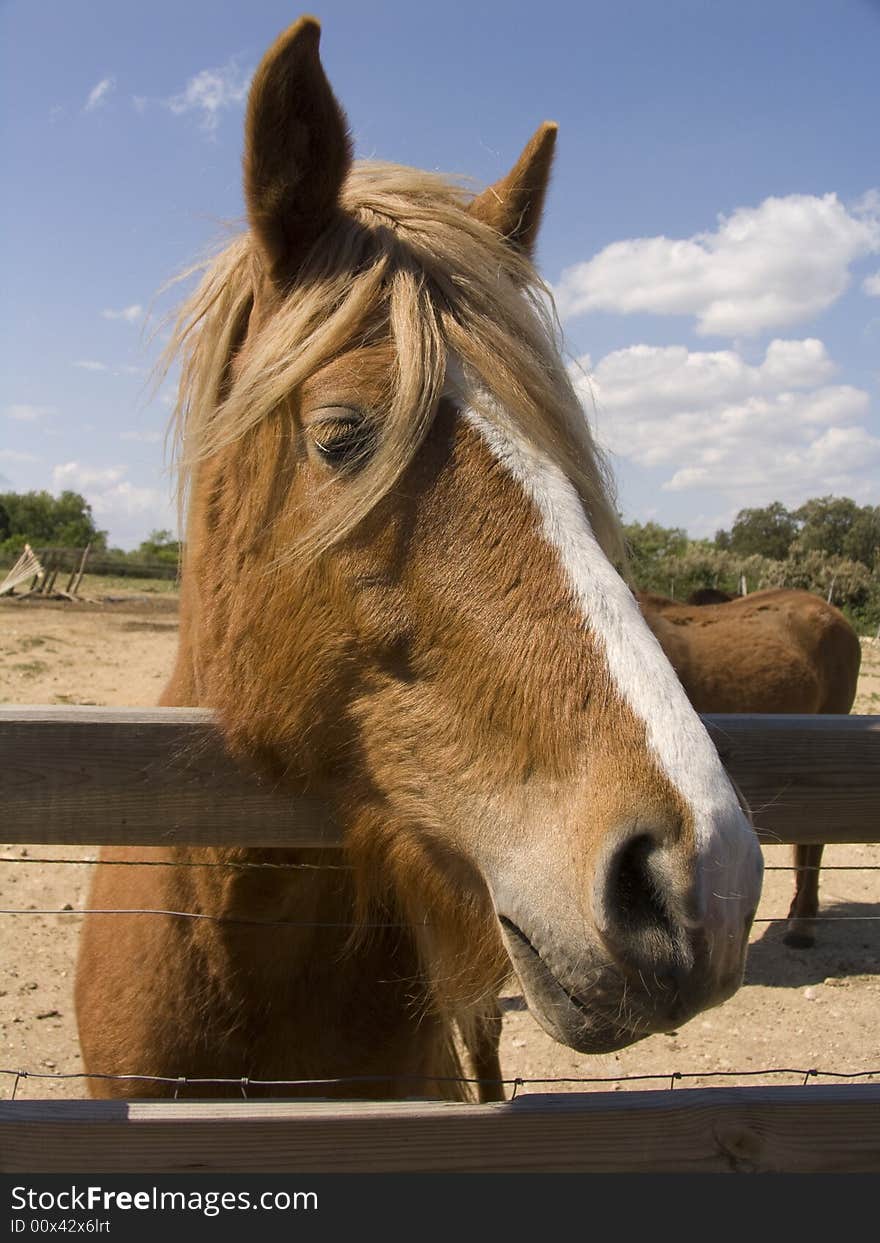 A horse behind a fence