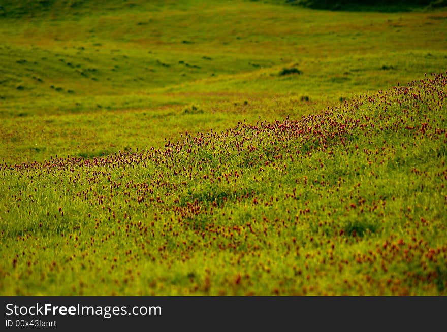 Red flowers in green field in the Tuscany region of Italy. Red flowers in green field in the Tuscany region of Italy.