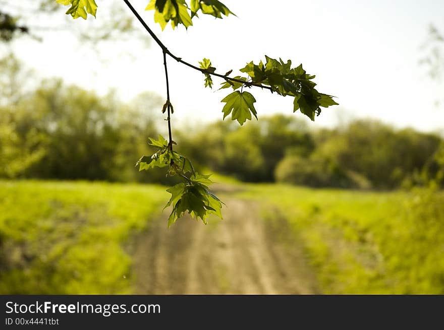 Summer landscape with green brunch. Summer landscape with green brunch