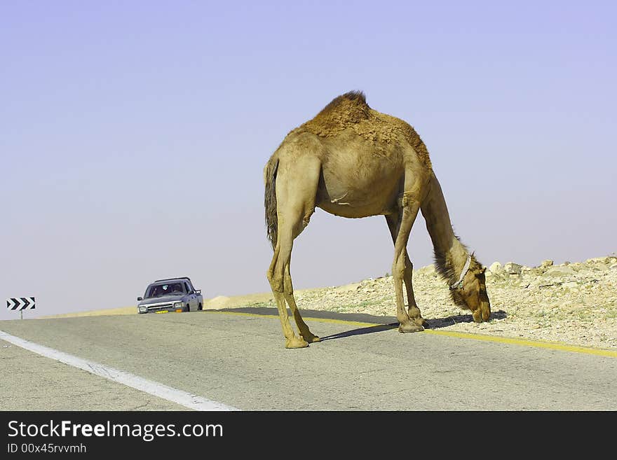 Camel in Judean desert