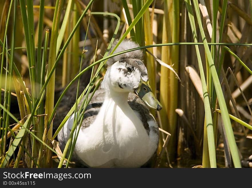 An Ugly Duck swimming in the reeds and watching me