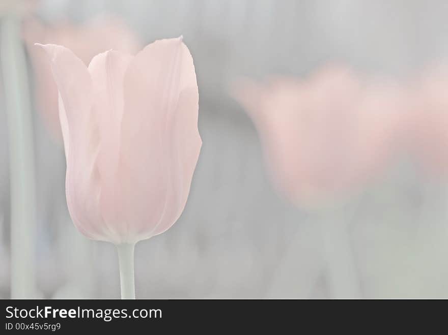 Pink Muted Tulip 2 Background