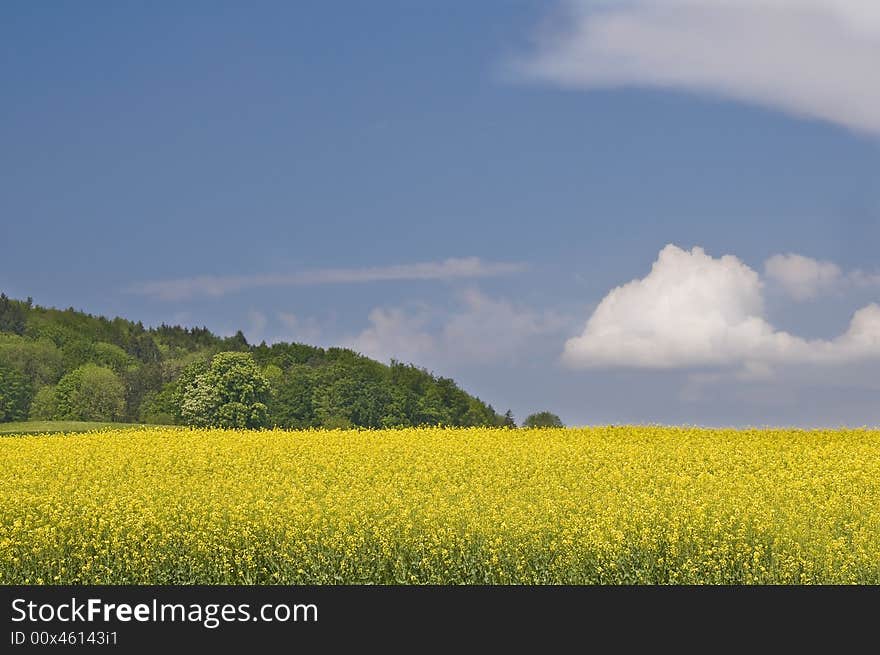 Typical spring fields in the swiss landscape. Typical spring fields in the swiss landscape