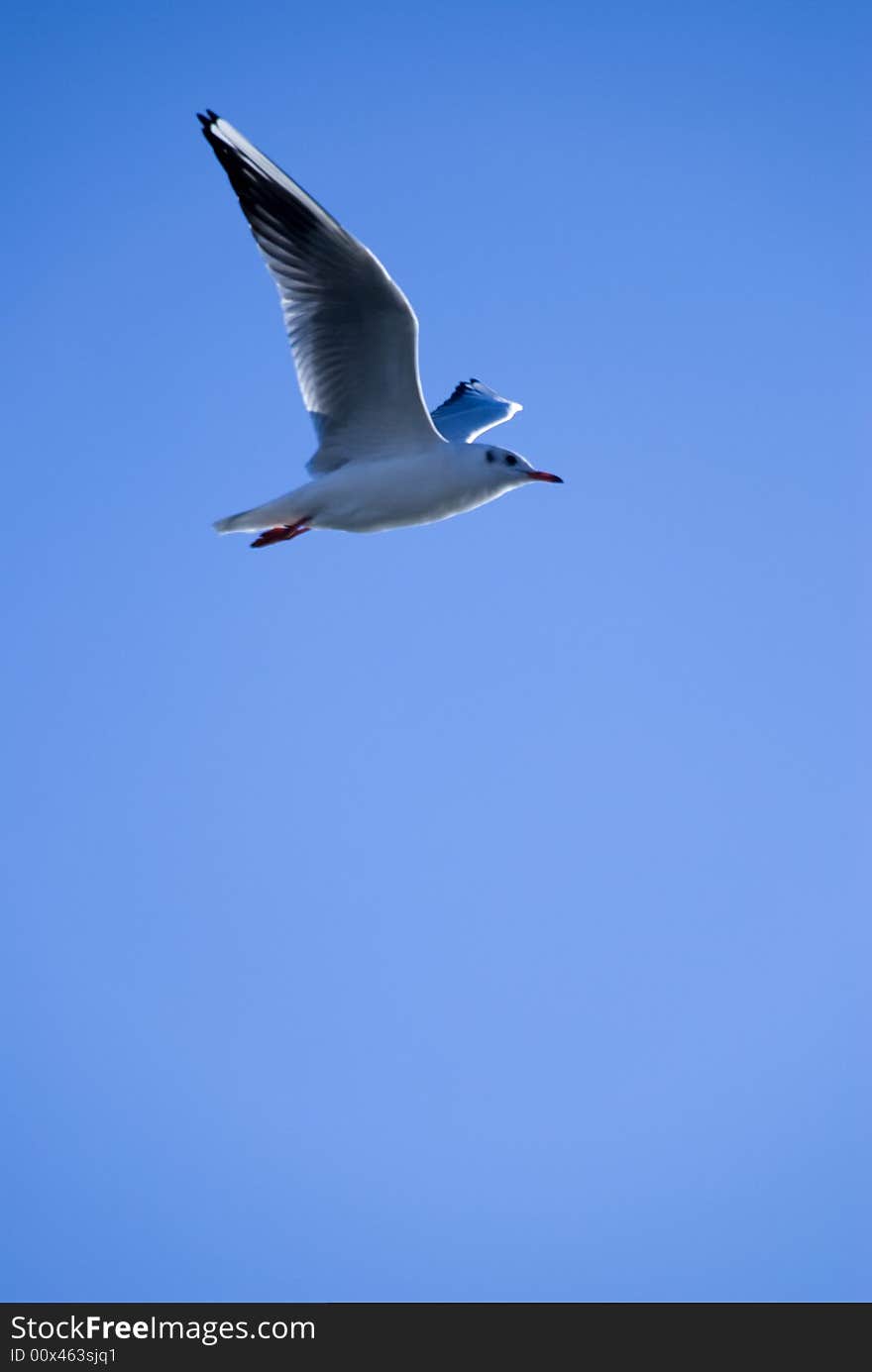 Flying seagull in the blue sky