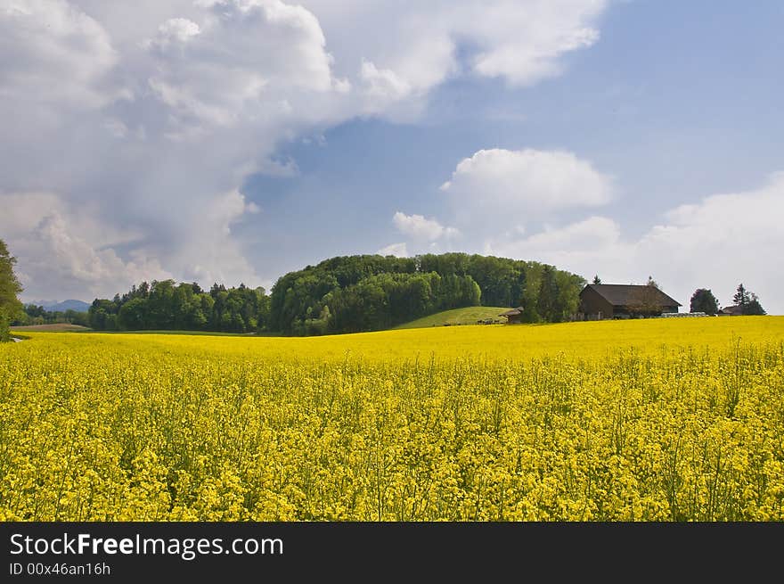 Typical spring fields in the swiss landscape. Typical spring fields in the swiss landscape