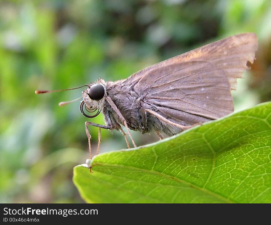 A skipper-butterfly on Andaman Islands India. A skipper-butterfly on Andaman Islands India