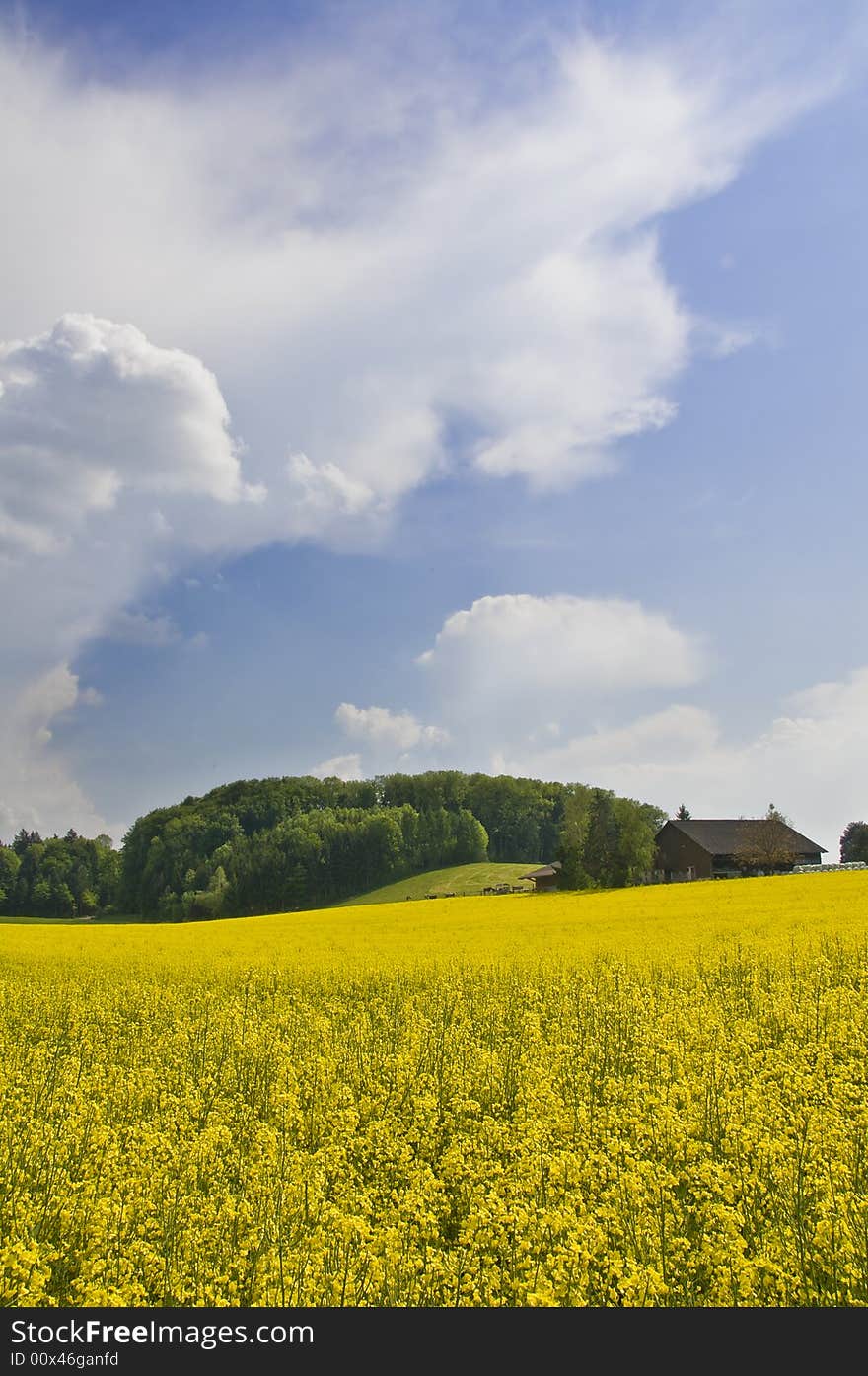 Typical spring fields in the swiss landscape. Typical spring fields in the swiss landscape